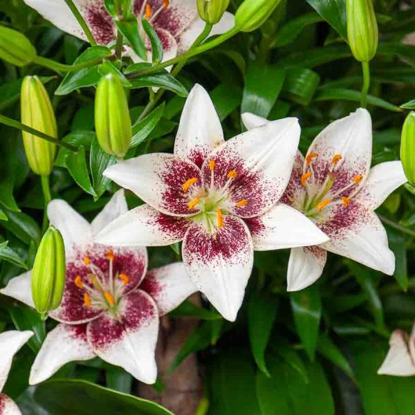 Bulbes à fleurs à planter au printemps - Lis Asiatique White Pixels (x2) - face recto